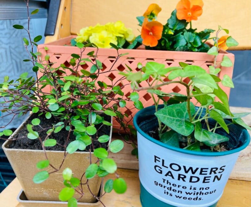 セリアの植木鉢・プランター