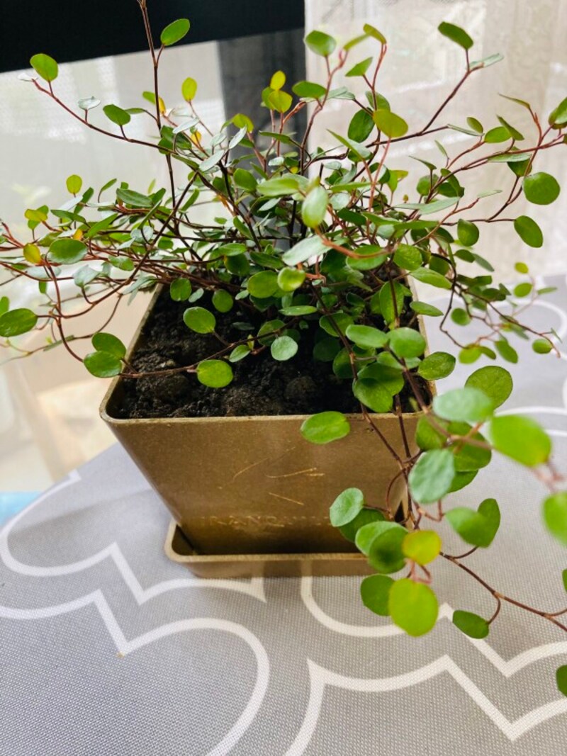 9cm四方のエコプランター。受け皿つき。