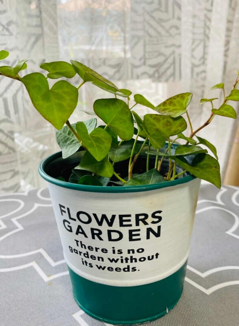 植物との相性を考えながら選ぶのが楽しい