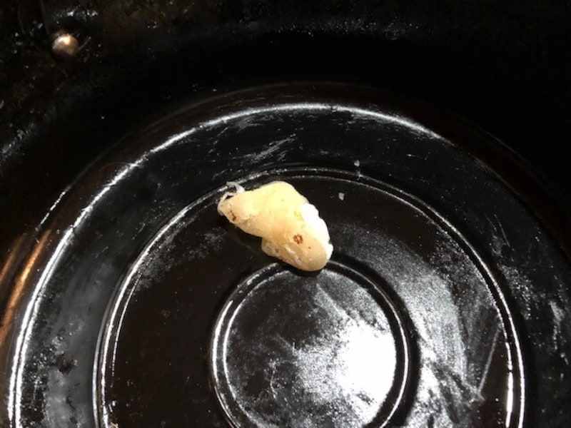 油を吸収して小さくなる