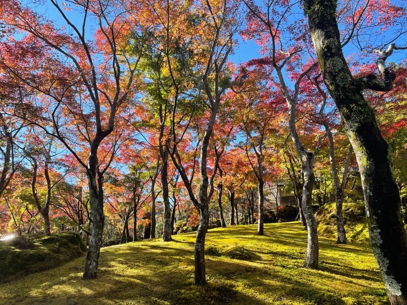 箱根美術館の紅葉
