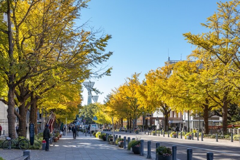 横浜スタジアムから港までをつなぐ日本大通りを彩る美しいイチョウ並木　