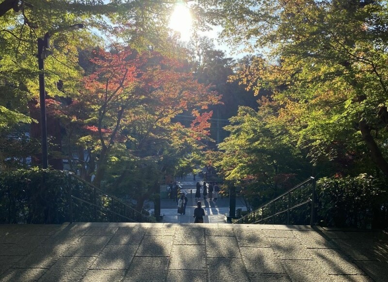 色づき始めた鎌倉の円覚寺。見頃には、ここからさらに木々の色みが増していく