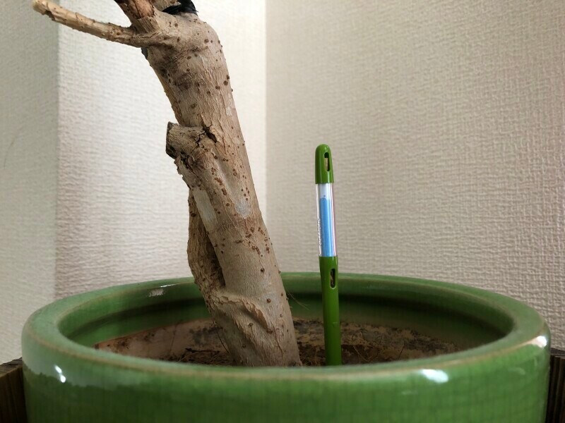 土がしっかり潤っているときは青色に、乾いてしまうと白色に変色する