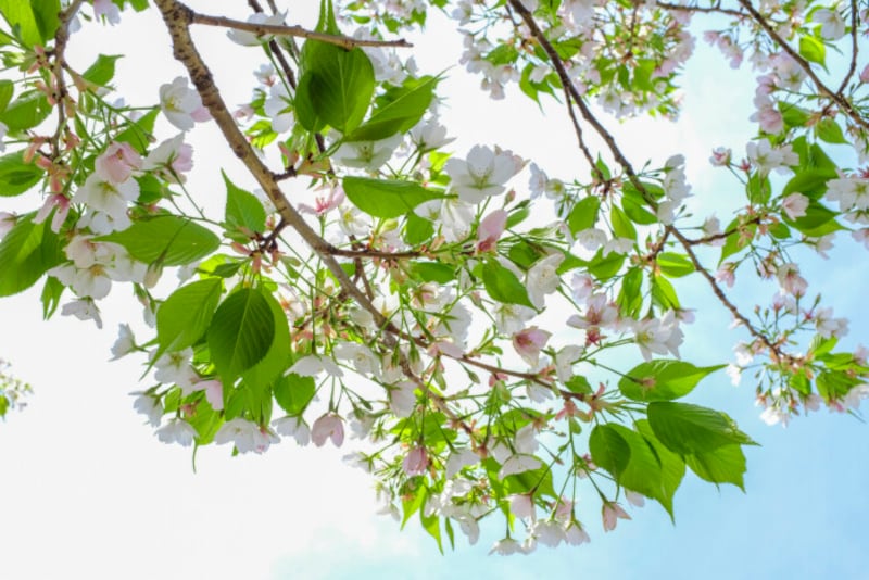 「桜の花が散り葉桜の時期となりました」は、話し言葉でやわらかな口語調の時候の挨拶
