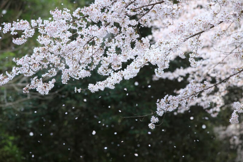  この時期の桜の様子は挨拶に入れやすい