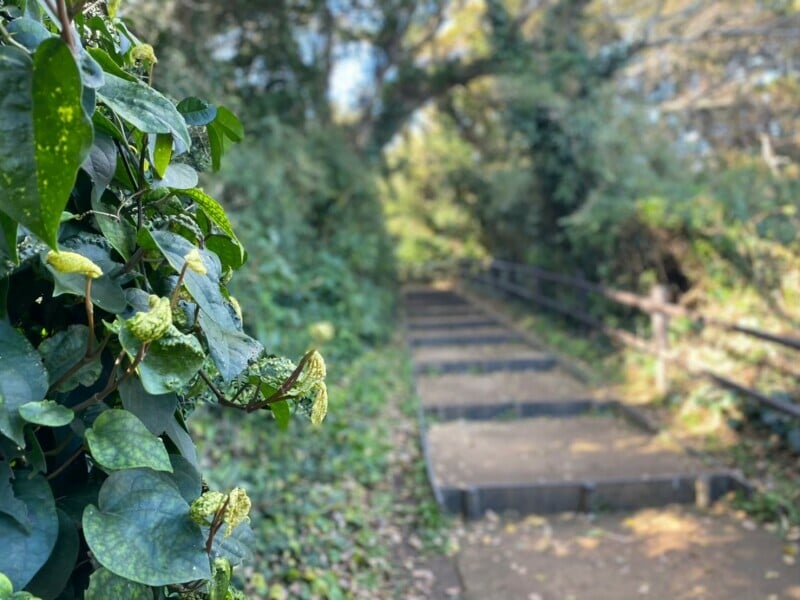 島ならでは植物が生い茂る小道