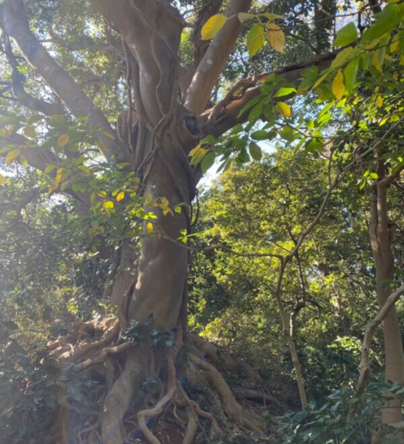 神々しさを放つ巨木