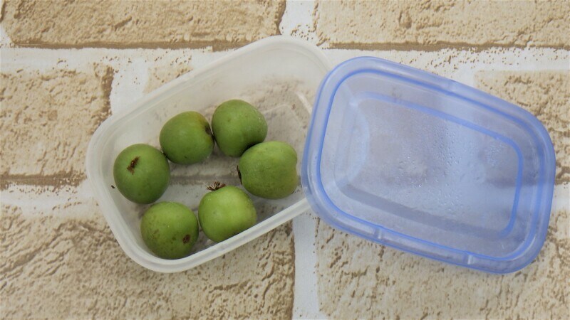 コストコのベビーキウイ