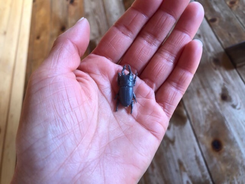 クワガタが出てきた