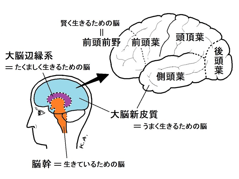 脳幹,辺縁系,新皮質,前頭前野
