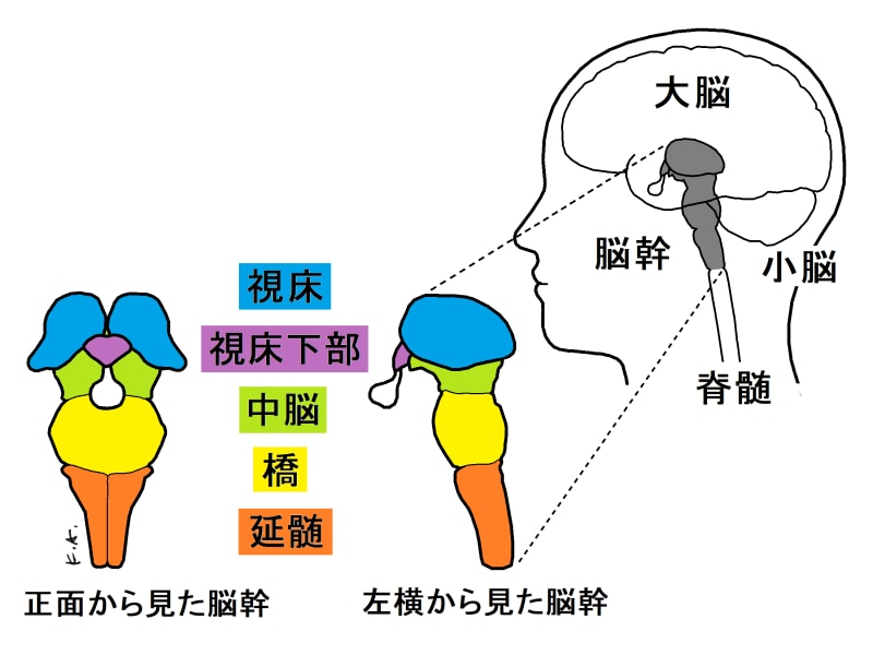 体温調節中枢,視床下部,視索前野