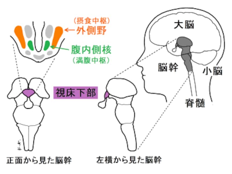 食欲 満腹感の正体は 脳科学的に成功しやすいダイエット法 脳科学 脳の健康 All About 食欲 満腹感の正体は 脳科学的に成功しやすいダイエット法 脳科学 脳の健康 All About