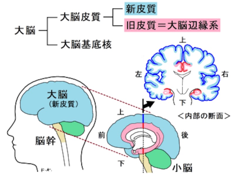 大脳辺縁系,旧皮質,新皮質
