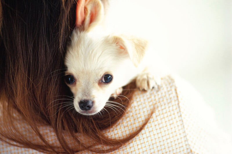 災害,被災,ペット,ストレス,対処法