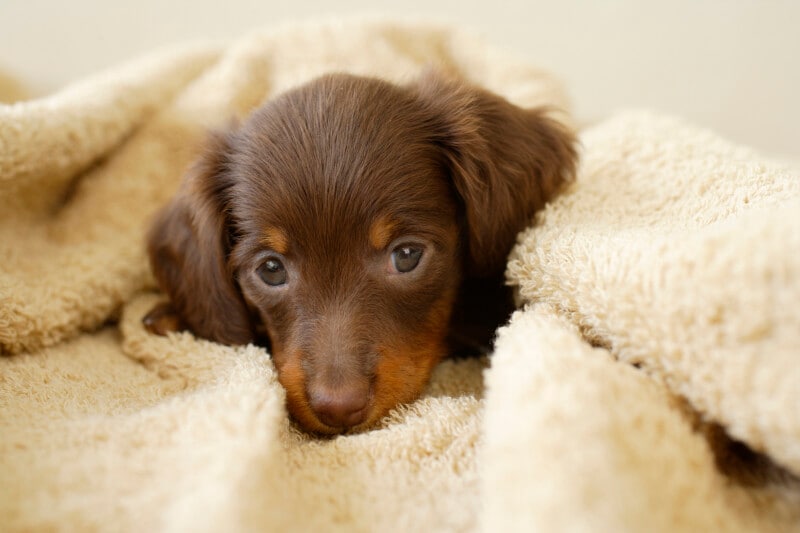 震災,災害,被災,停電,トラブル,ペット,守る,対策,準備,障害