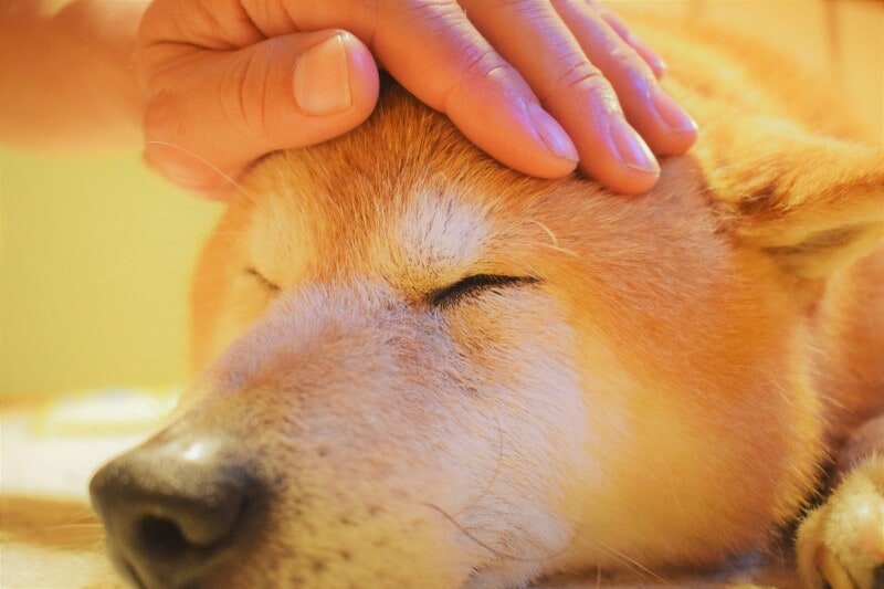 災害からペットを守るには