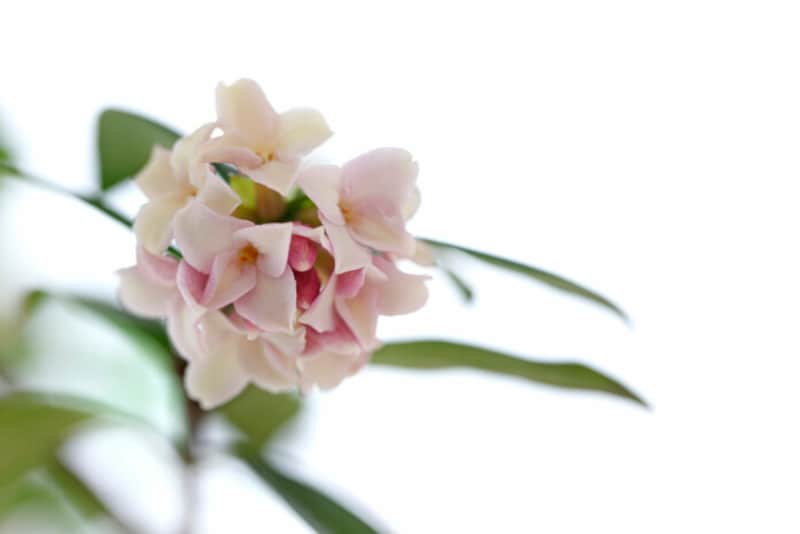 香りで季節を知らせてくれる花といえば何を思い出しますか？