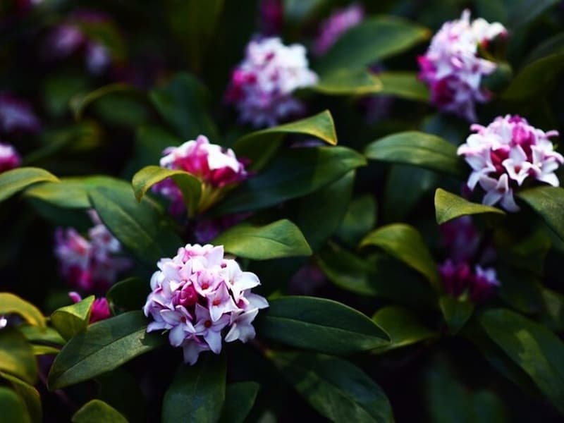 甘い香りで春を感じさせてくれる沈丁花