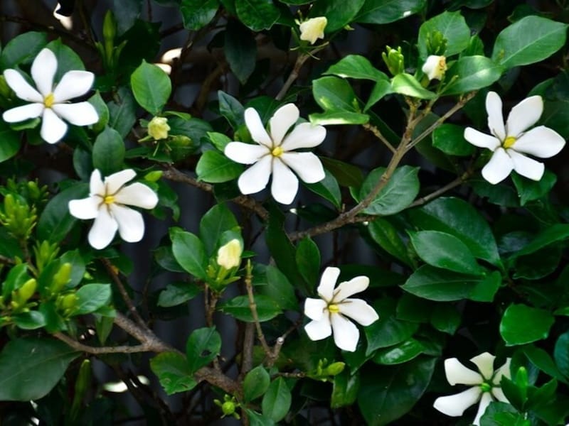 甘めの強い香りが特徴の梔子