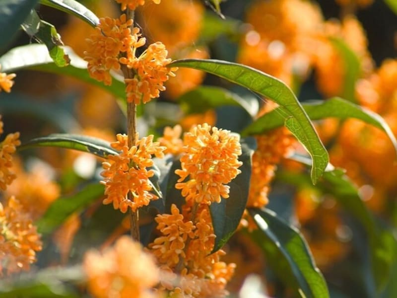 芳香剤としても人気の金木犀