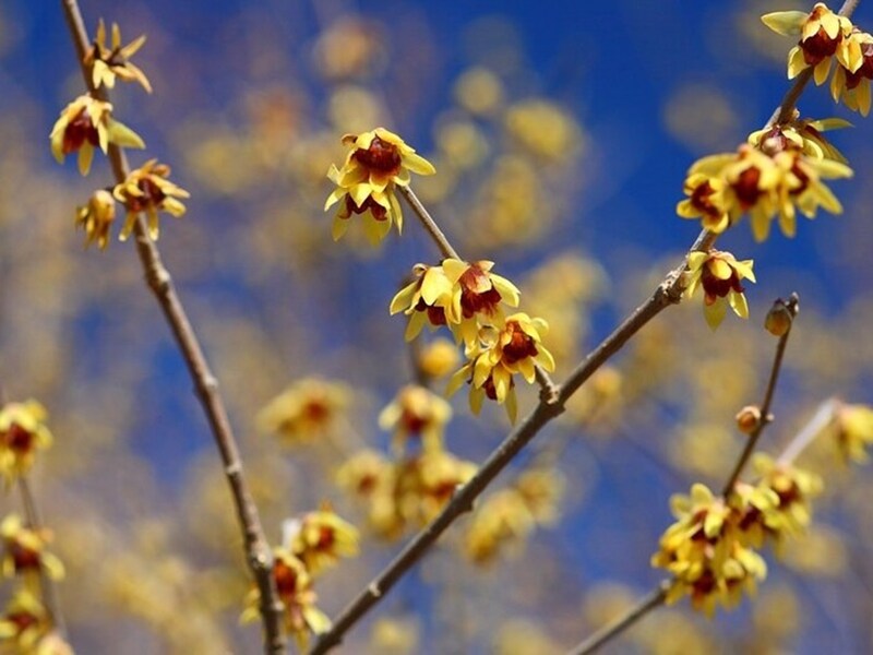 まるで蝋をかけたような質感の蝋梅