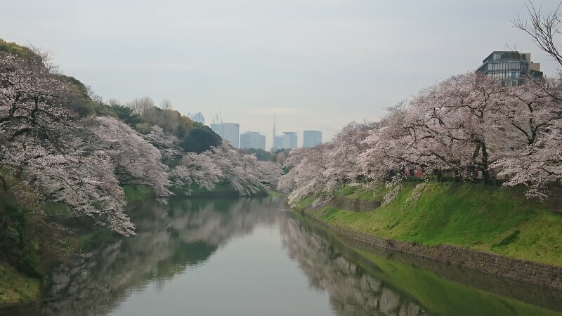 千鳥ヶ淵の桜