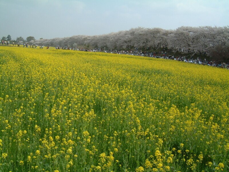 権現堂堤の菜の花と桜
