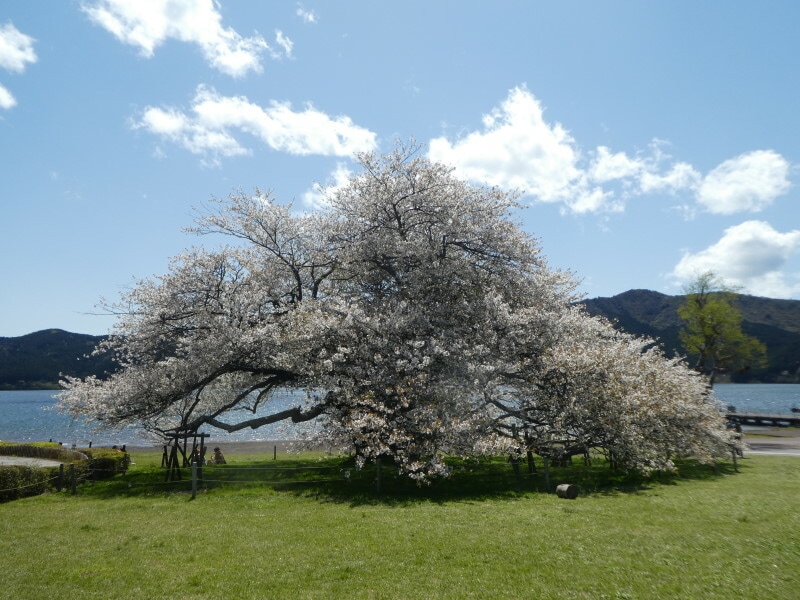 箱根園・湖畔の一本桜