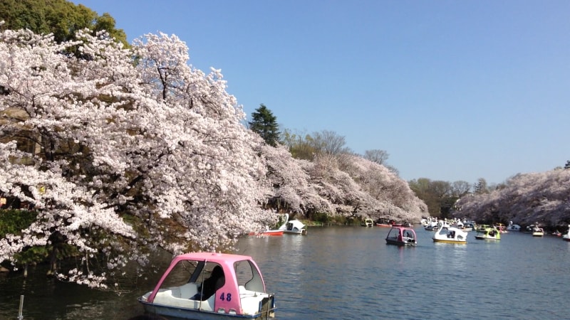 井の頭恩賜公園の桜
