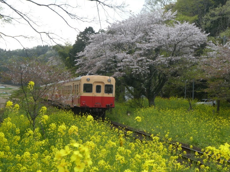 小湊鐡道・上総大久保駅の菜の花と桜