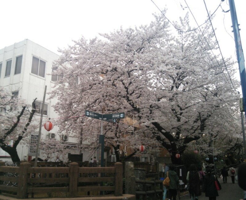 二ヶ領用水・宿河原堤の桜