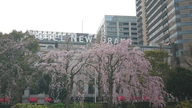 山下公園のしだれ桜とホテルニューグランド