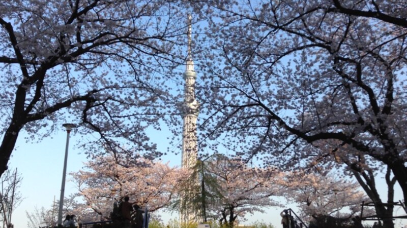 隅田公園の桜と東京スカイツリー