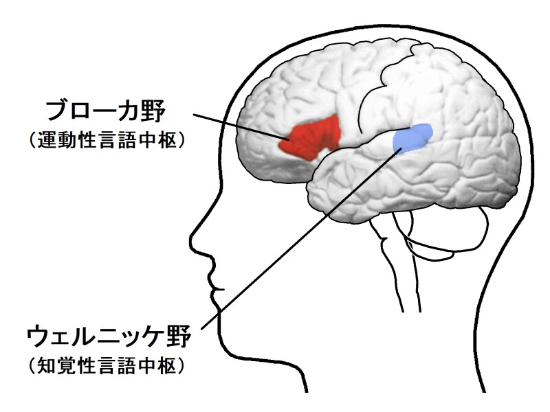 言語中枢,ブローカ野,ウェルニッケ野