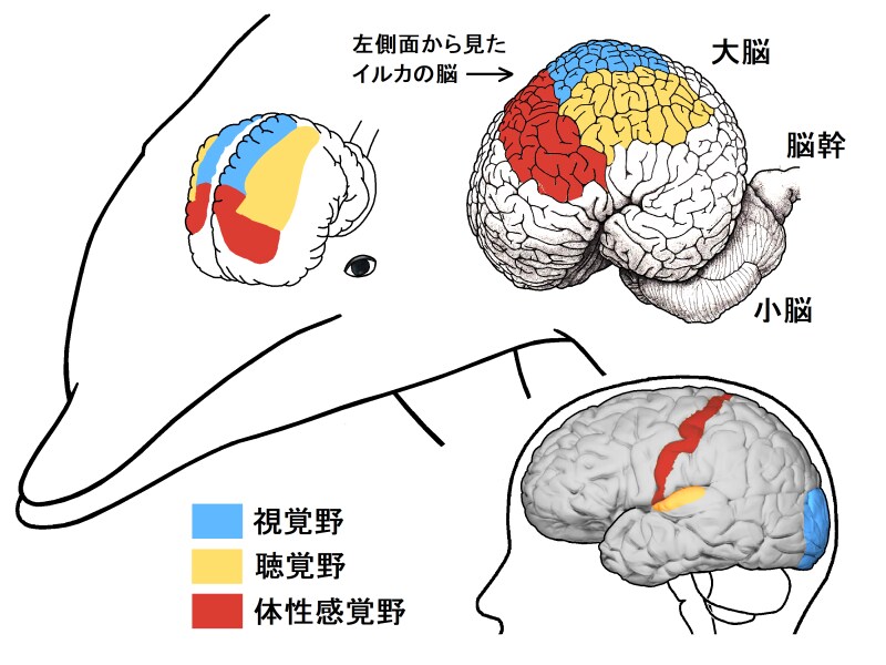 イルカ,視覚野,聴覚野,体性感覚