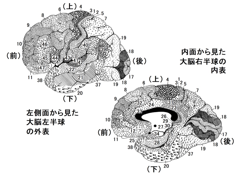 ブロードマンの脳地図