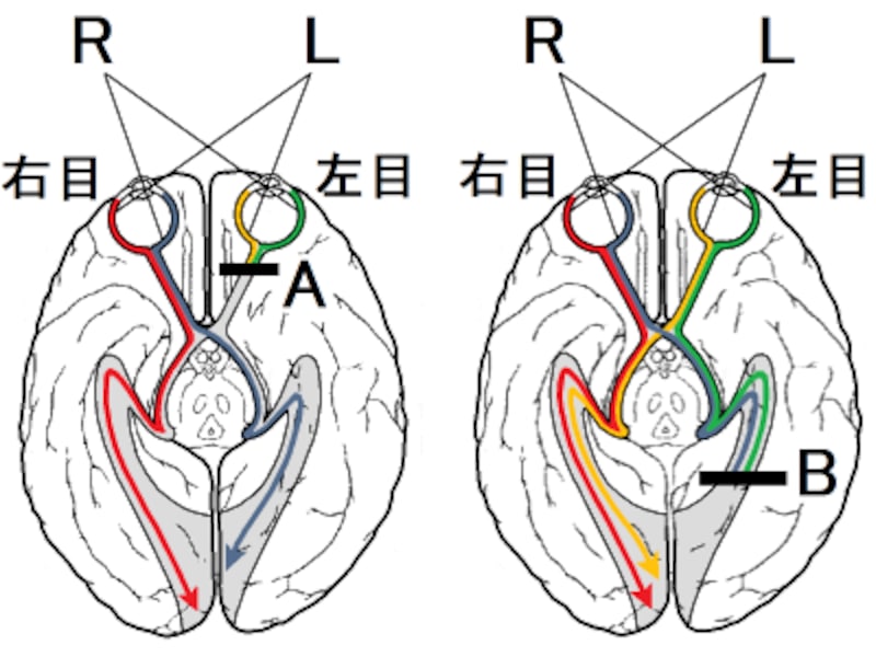 視神経の半交叉・視覚伝導路の仕組みをわかりやすく解説 [脳科学・脳の健康] All About