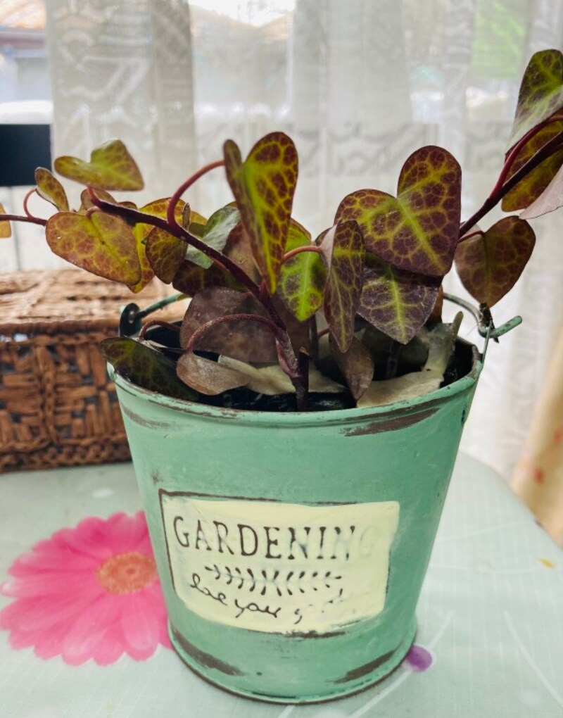 観葉植物を飾るブリキポット