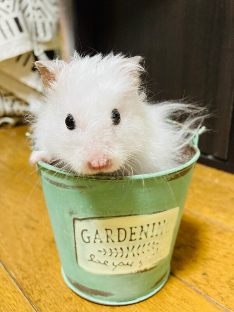 長毛ハムスターの「ゆきたん」。声をかけるとカメラ目線に