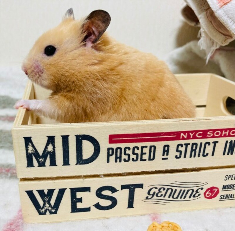 キンクマハムスターの「きなたん」。表情豊かな男の子です