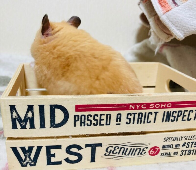 うしろ姿も「映える」!