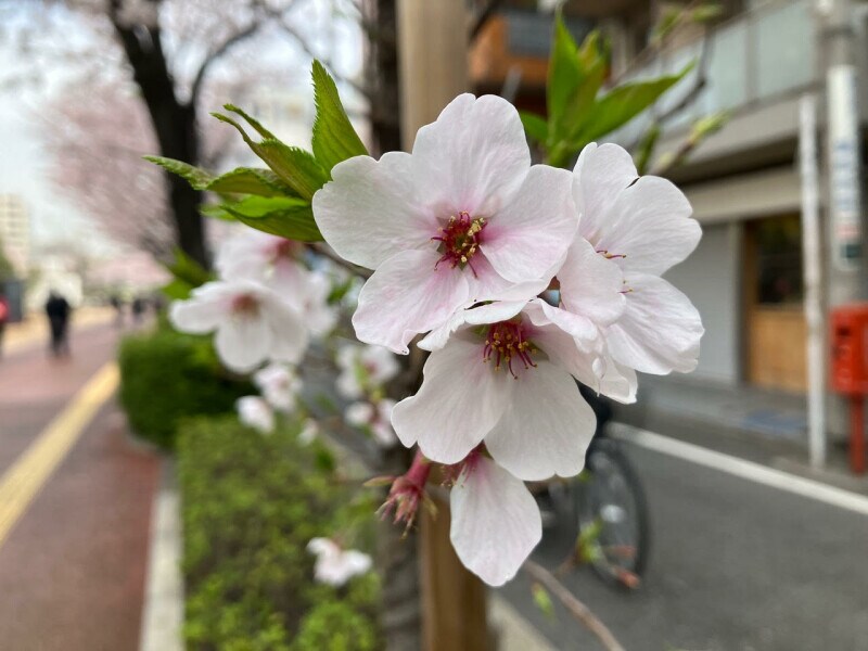 iPhone SE（第3世代）で撮影した満開の桜