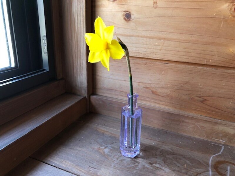 「ボトルベース(ヘキサゴン)パステル」に水仙を生ける