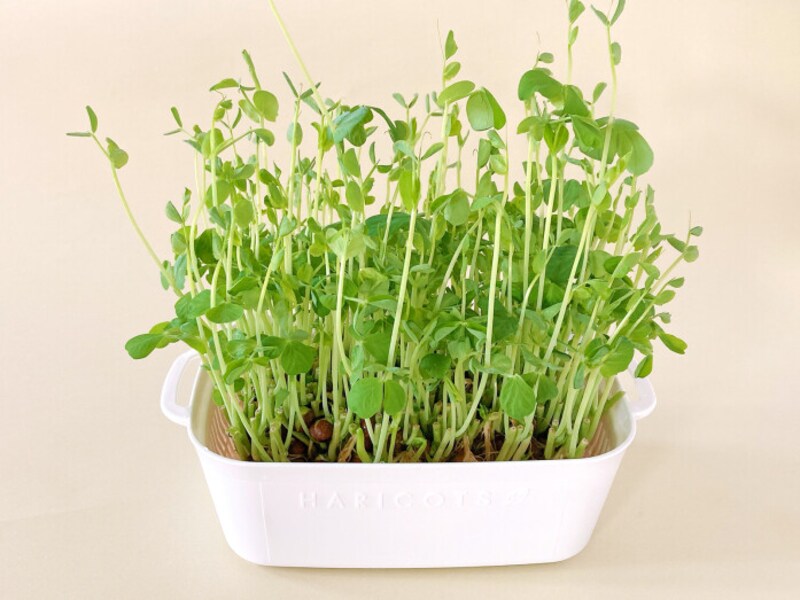 100均の豆苗プランターでプチ節約