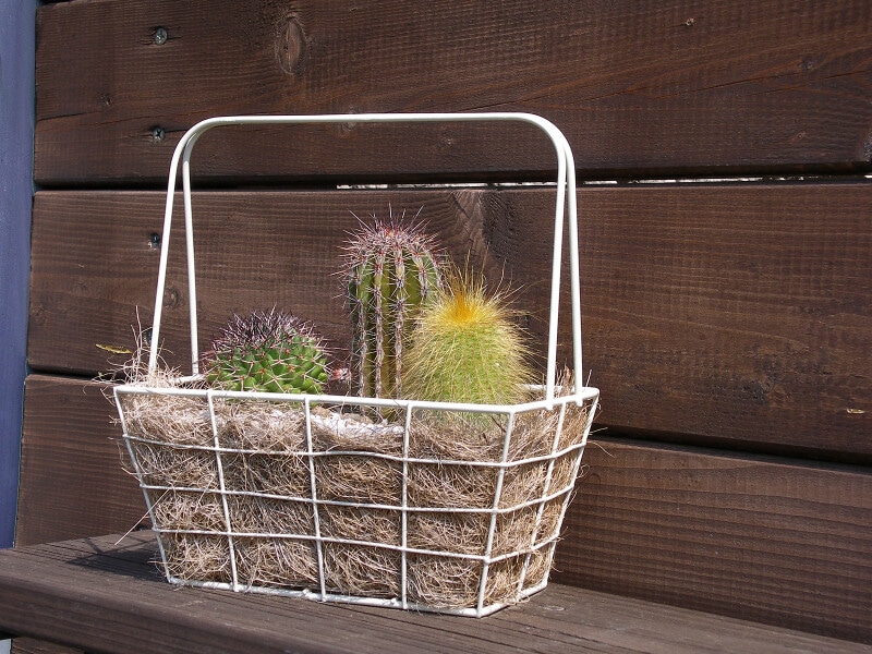 サボテンの寄せ植え