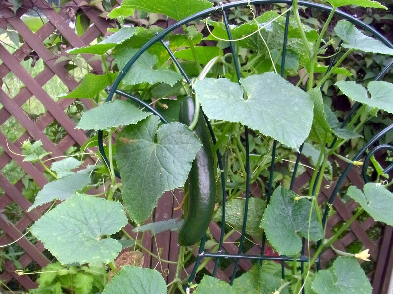 家庭菜園のキュウリ