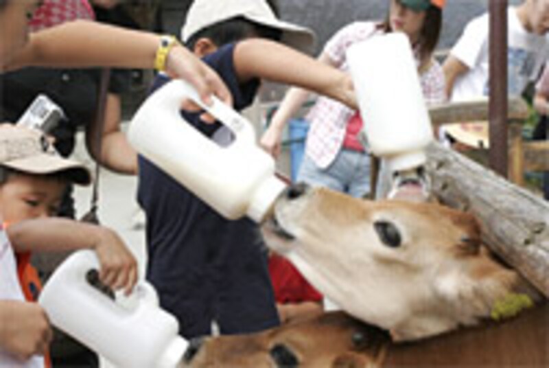 子牛のミルクあげ（りんどう湖ファミリー牧場）