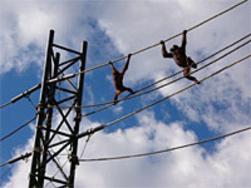 オランウータンのスカイウォーク（多摩動物公園）