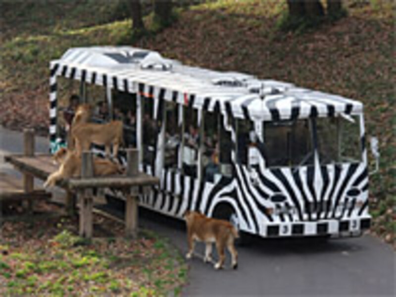 ライオンバス（多摩動物公園）